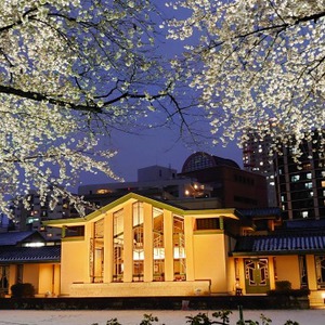 今年の桜