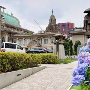 アジサイと本願寺