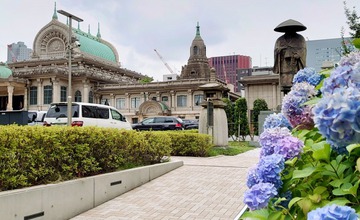 アジサイと本願寺