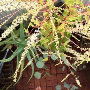 おかわかめの花