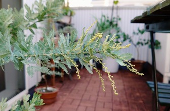 ミモザの花芽