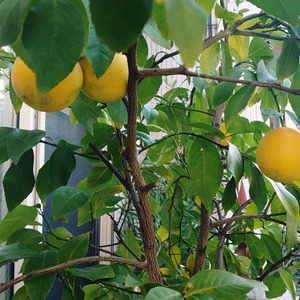 レモンそろそろ収穫？