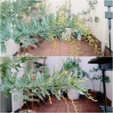 ミモザの花芽その後