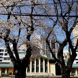 今年の桜