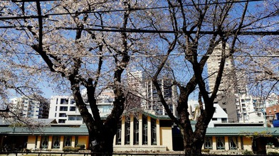 今年の桜