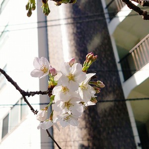 桜開花