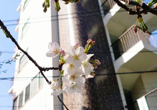 桜開花