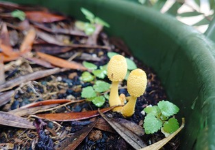 きのこが生える