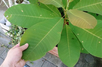 朴の木の今（10月）