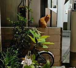 猫の客