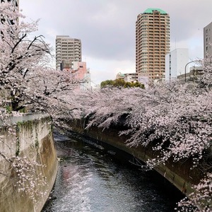 桜を見る