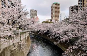 桜を見る