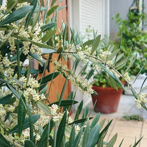 オリーブの花