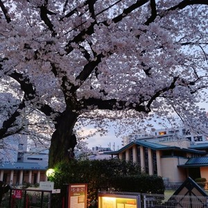 桜を見る