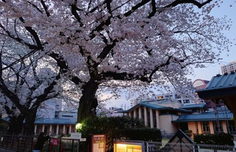 桜を見る