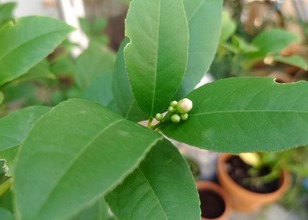 レモンに花芽が！