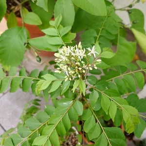 カレーリーフの花