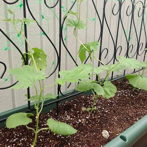 ゴーヤを植える