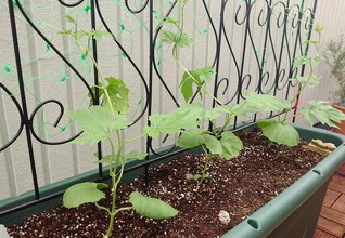 ゴーヤを植える