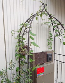 アーチに絡むのは