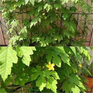 ゴーヤの花が咲く