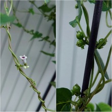 花が咲き実がなる